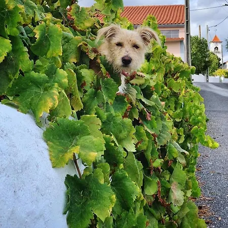 Linhal Meias - Sao Jose Matas Feriegård Envendos