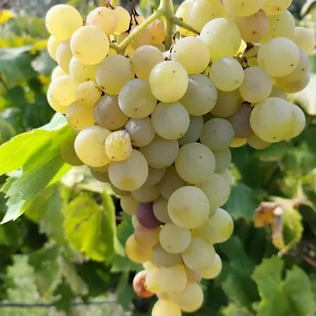 Linhal Meias - Sao Jose Matas Feriegård *