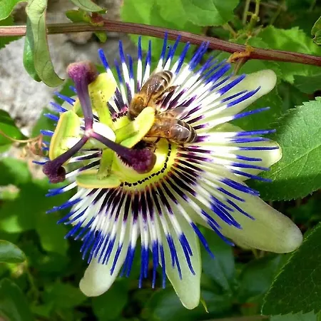 Linhal Meias - Sao Jose Matas Feriegård *