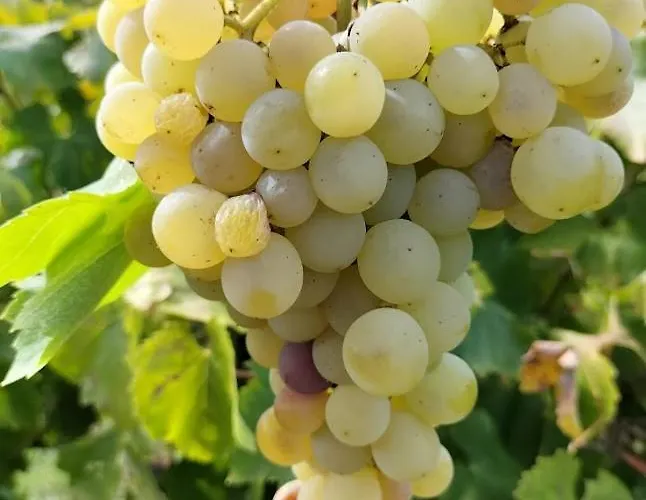 Linhal Meias - São José Matas Alloggio per agriturismo *