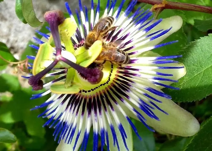 Linhal Meias - São José Matas Alloggio per agriturismo *